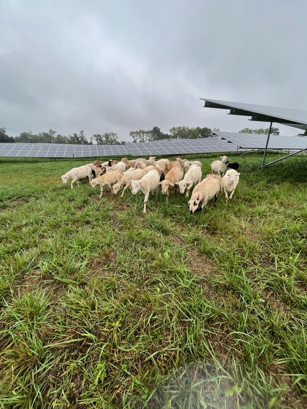 Energy Support Services’ cutting-edge solution of using farm animals for site maintenance makes solar possible in challenging location